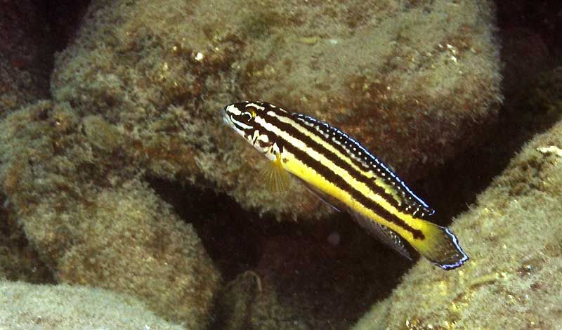 File:Julidochromis-regani-kel-b.2.jpg