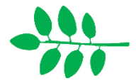 File:Leaf morphology alternipinnada.png