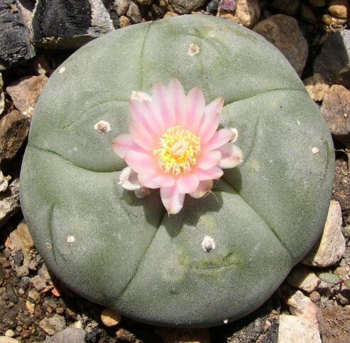 File:Lophophora.jpg