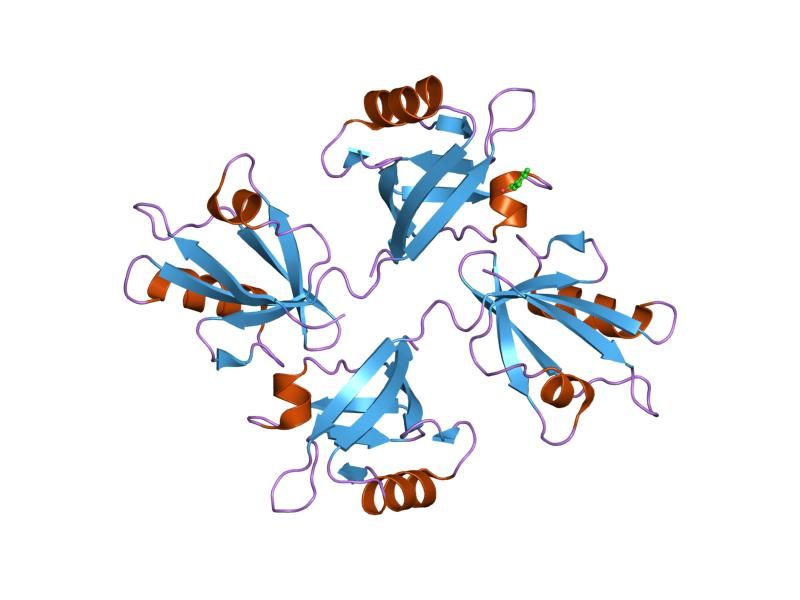 File:PDB 1v1t EBI.jpg