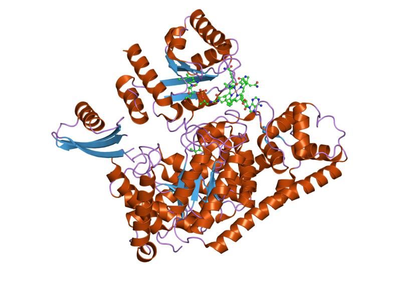 File:PDB 1xrs EBI.jpg