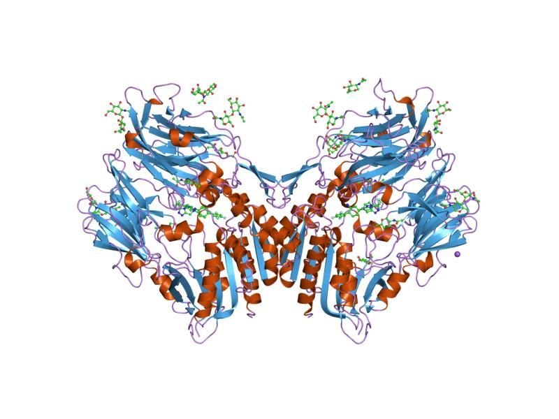 File:PDB 2p8s EBI.jpg