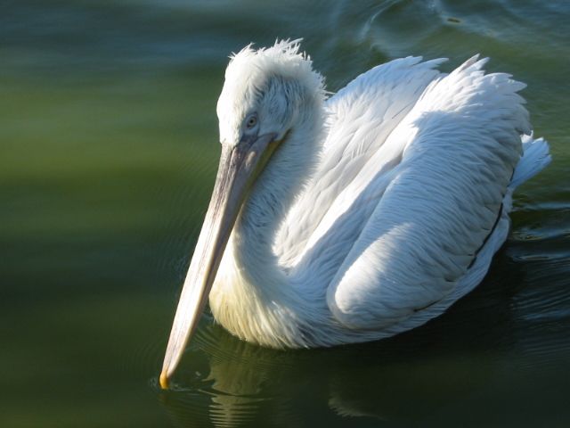 File:Pelicans 3.JPG