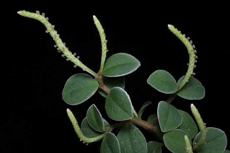 File:Peperomia bellendenkerensis ALA3.jpg