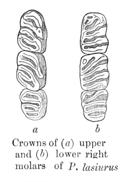 File:PlatacanthomysMolars.png