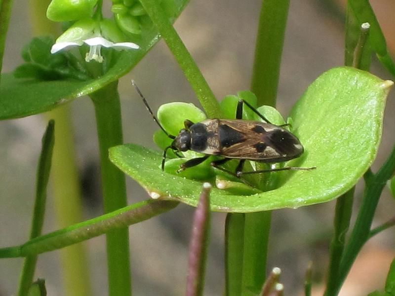 File:Rhyparochromus vulgaris (Rhyparochromus sp.), Nijmegen, the Netherlands.jpg