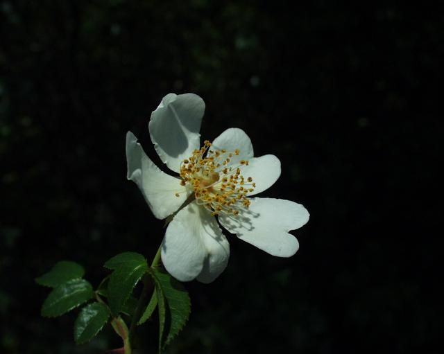 File:Rosa sempervirens 02062003 2.JPG