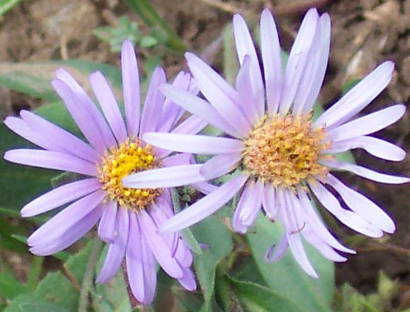 File:Symphyotrichum molle soft aster (cropped 2).jpg