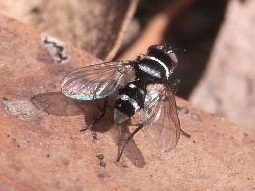 File:Trigonospila cingulata ACT.jpg