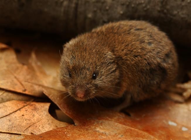 File:Woodland Vole Microtus Pinetorum.jpg