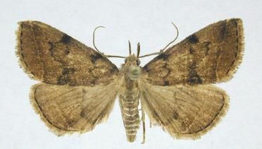 File:Zanclognatha dentata male.JPG