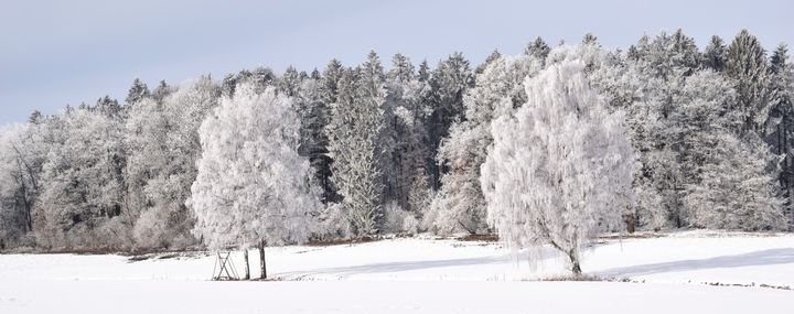 File:190212 Baeume-Winter-Strategien header.jpg