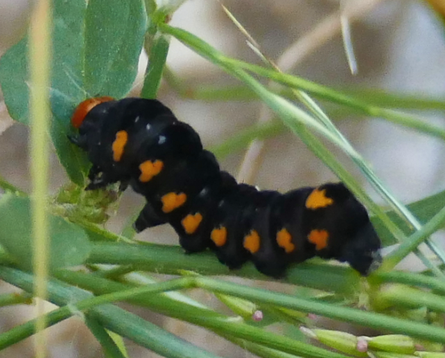 File:Alypiodes geronimo larva.png