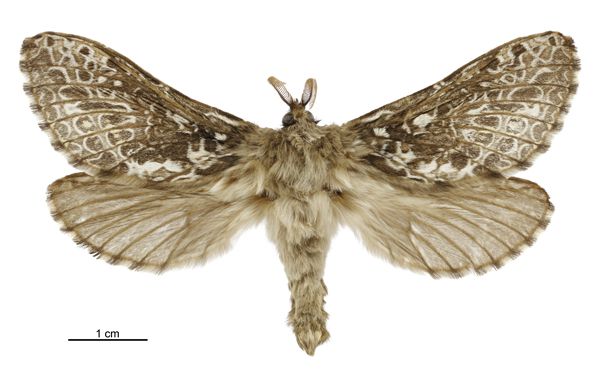 File:Aoraia aurimaculata male.jpg