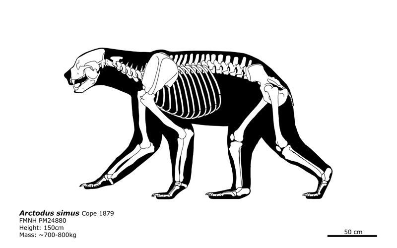 File:Arctodus simus skeletal.jpg