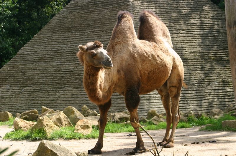 File:Bactrian Camel.jpg