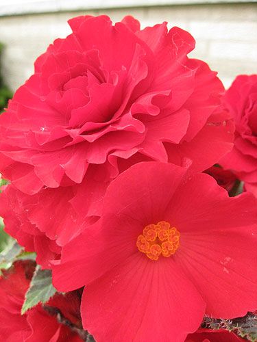 File:Begonia blossoms maleandfemale.jpg