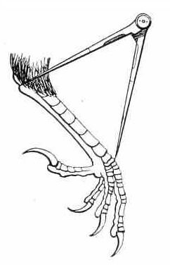 File:BirdMorphometrics (tarsus measurement).jpg