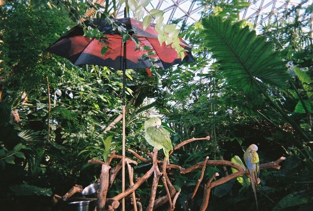 File:Bloedel exotic birds.jpg