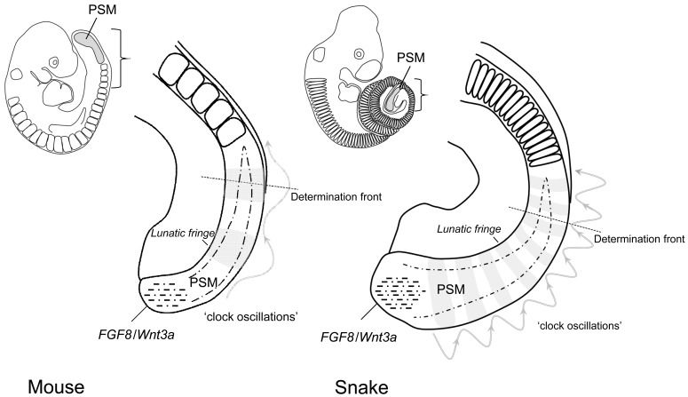 File:Comparative somite creation.jpg