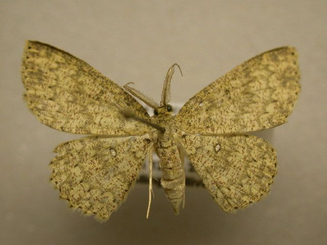 File:Cyclophora urcearia1.JPG