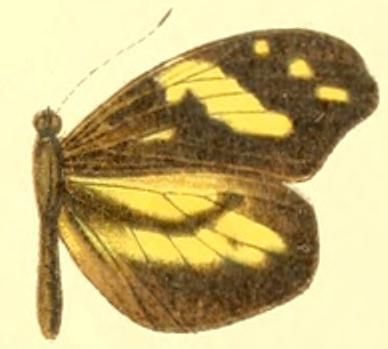 File:Dismorphia arcadia female.JPG