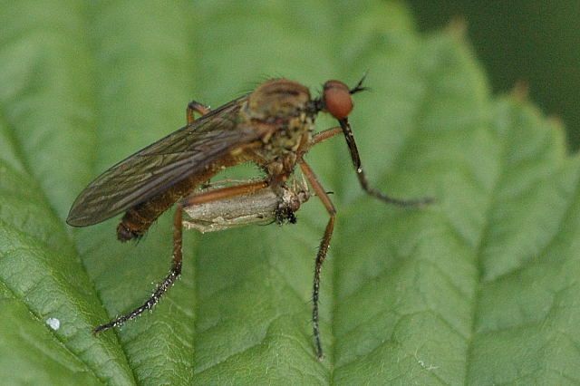 File:Empis.livida.with.prey.jpg