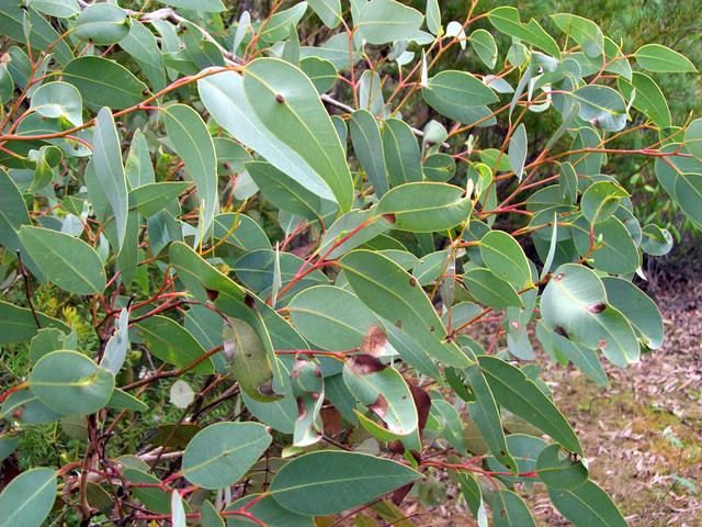 File:Eucalyptus squamosa leaves.jpg