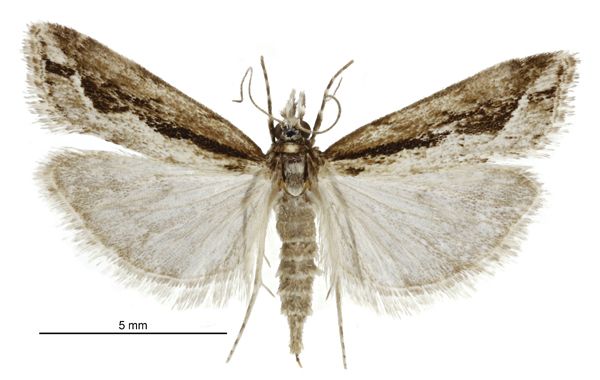 File:Eudonia steropaea female.jpg