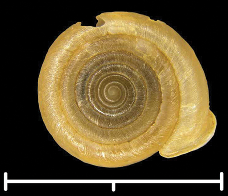 File:Gudeodiscus messageri raheemi shell 2.png