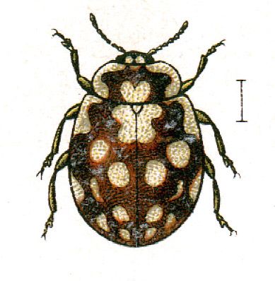 File:Myrrha.octodecimguttata.jacobs24.jpg