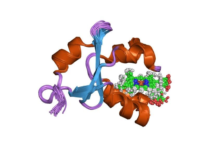 File:PDB 1sh4 EBI.jpg