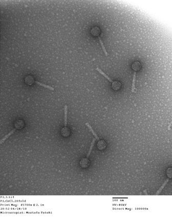 File:PhageP2.jpg