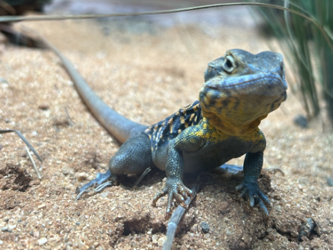 File:Red-Barred Dragon at Taronga Zoo's ARC.png