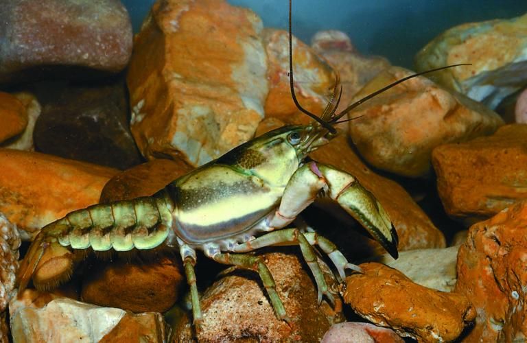 File:Ringed crayfish - MDC gov.jpg