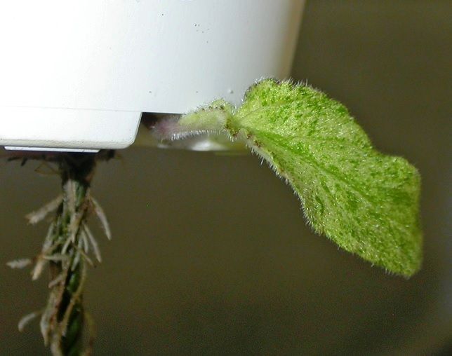 File:Root plantlet of Streptocarpus 'Dales Polar Lava'.jpg