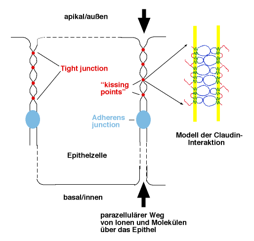 File:TJschema.png