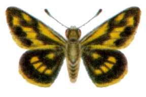 File:Taractrocera dolon (ento-csiro-au).jpg