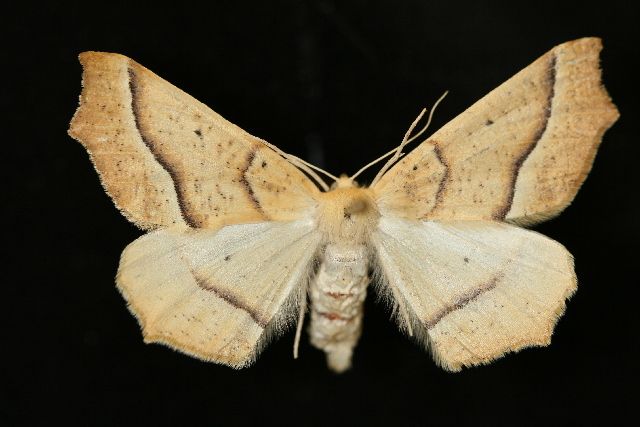 File:Tetracis pallulata.jpg