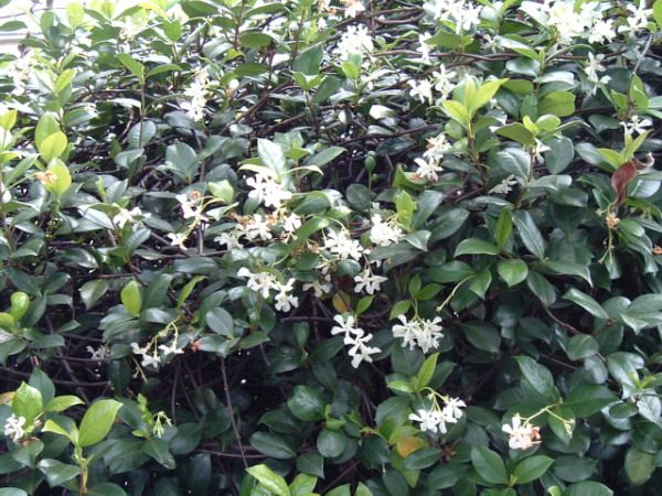 File:Trachelospermum jasminoides - 01.jpg