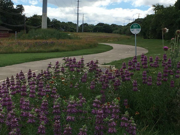 File:Wildflowers along the Northaven Trail.jpg