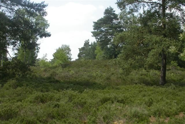 File:Witley Common - geograph.org.uk - 187683.jpg