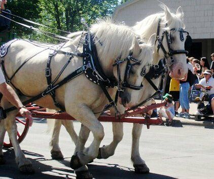 File:ACD Horses in Parade (cropped).jpg