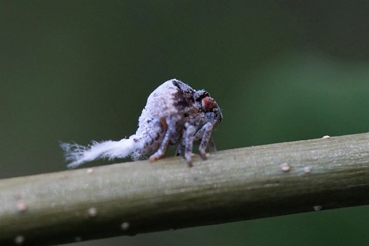 File:Acanalonia servillei nymph.jpg