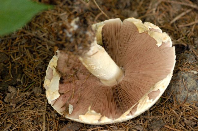 File:Agaricus spec. Lindsey 5.jpg