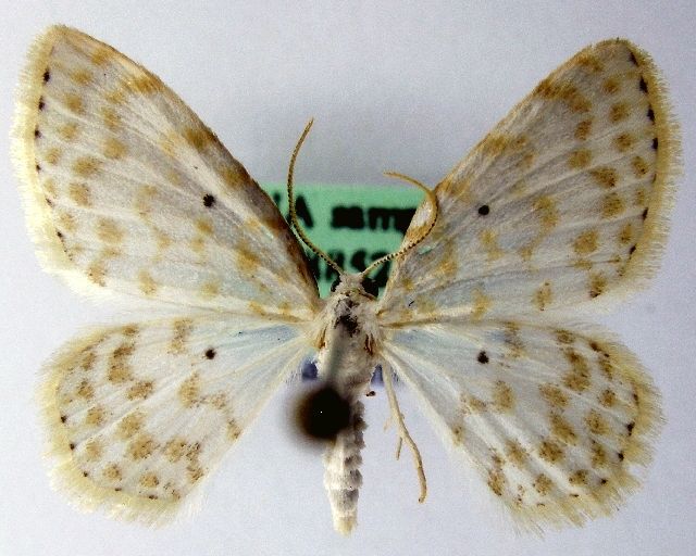 File:Asthena anseraria.jpg