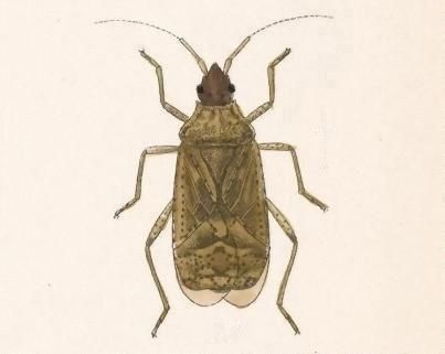 File:Biologia Centrali-Americana - Aufeius impressicollis.jpg