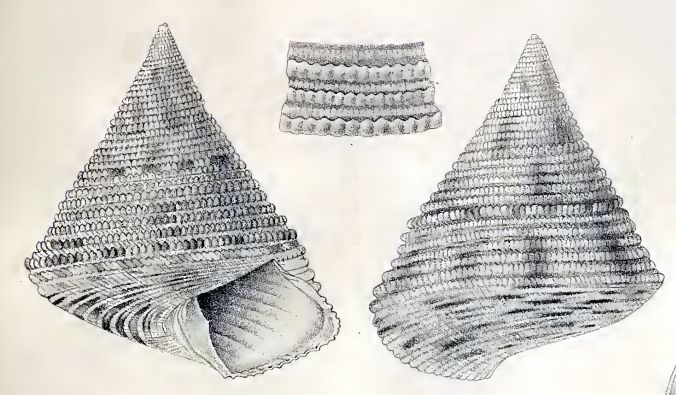 File:Calliostoma rufomaculatum 001.jpg