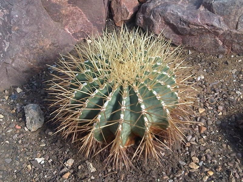 File:Caryophyllales - Ferocactus pottsii 2.jpg