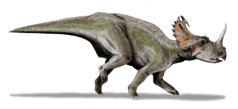 File:Centrosaurus BW.jpg